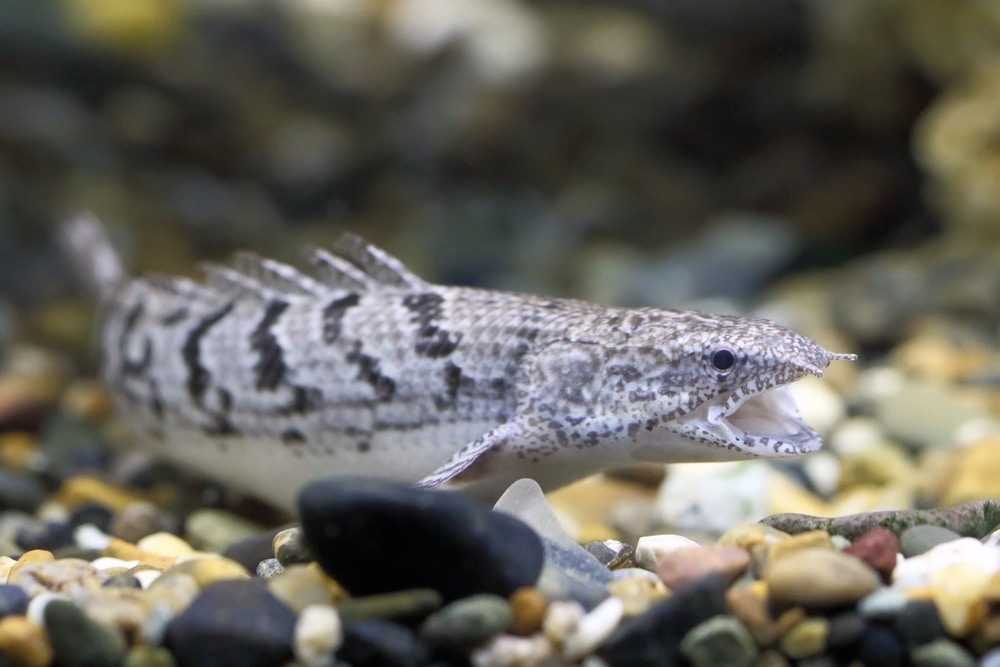 Cuidados del Bichir: Tamaño del acuario, condiciones del agua, compañeros de tanque, alimentación, cría y más