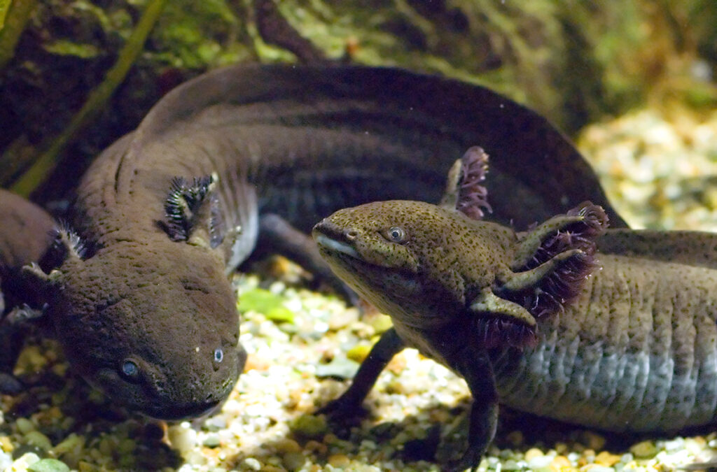 Axolotl Negro Cuidado Para Principiantes: Necesidades de tanque, alimentación y temperatura