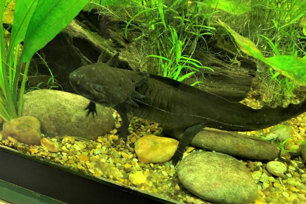 Axolotl Negro Cuidado Para Principiantes: Necesidades de tanque, alimentación y temperatura