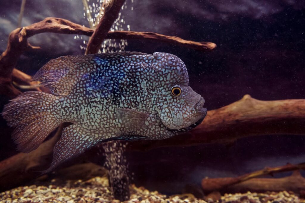 Cuidados de los cíclidos Blue Texas: Alimentación, cría, tamaño del acuario y más