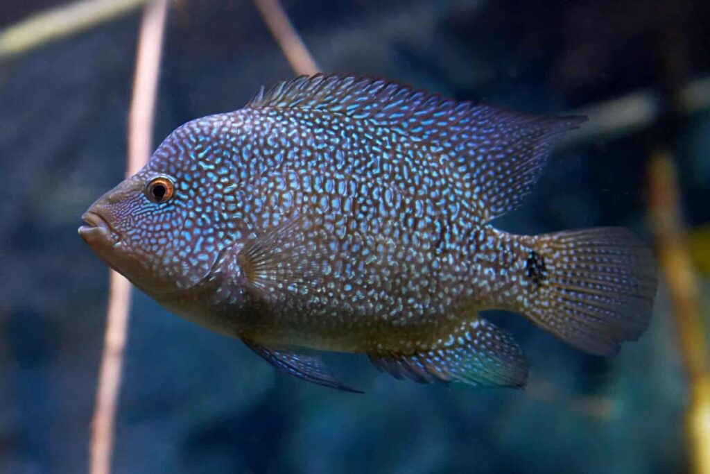 Cuidados de los cíclidos Blue Texas: Alimentación, cría, tamaño del acuario y más