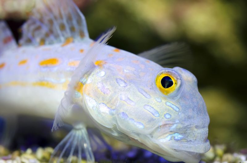 Cuidado del Gobio Diamante: Tamaño del acuario, alimentación, cuidados y más