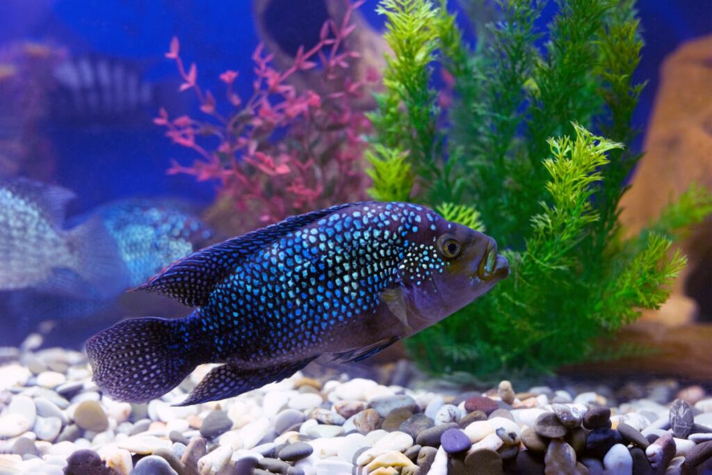 Electric Blue Jack Dempsey Cuidado: Alimentación, tamaño del tanque y cría