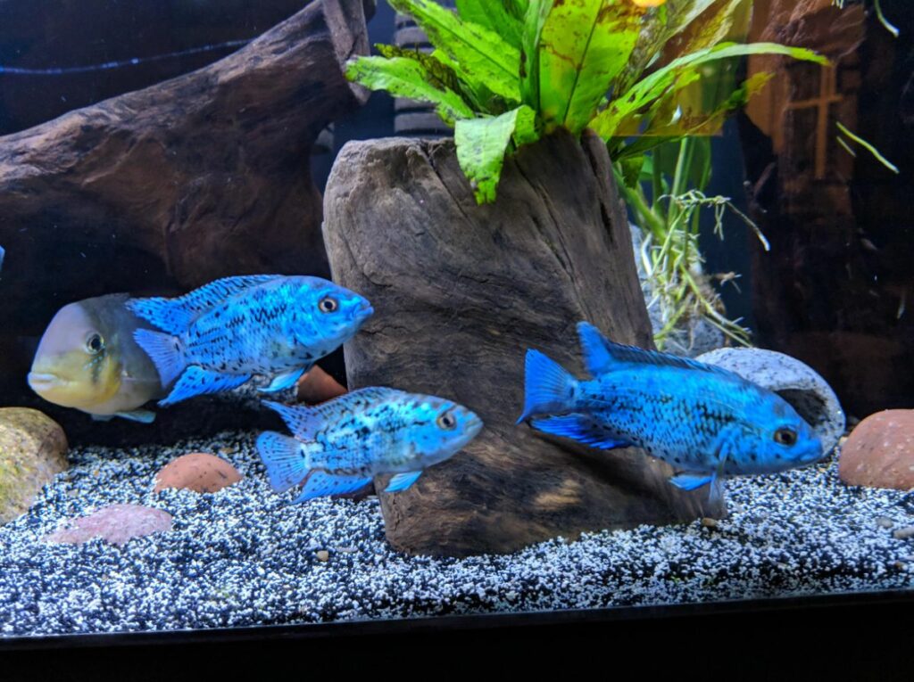 Electric Blue Jack Dempsey Cuidado: Alimentación, tamaño del tanque y cría