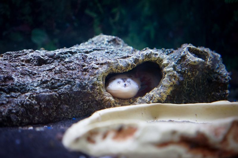 Cómo montar un acuario para axolotl: Guía de instalación y cuidados paso a paso