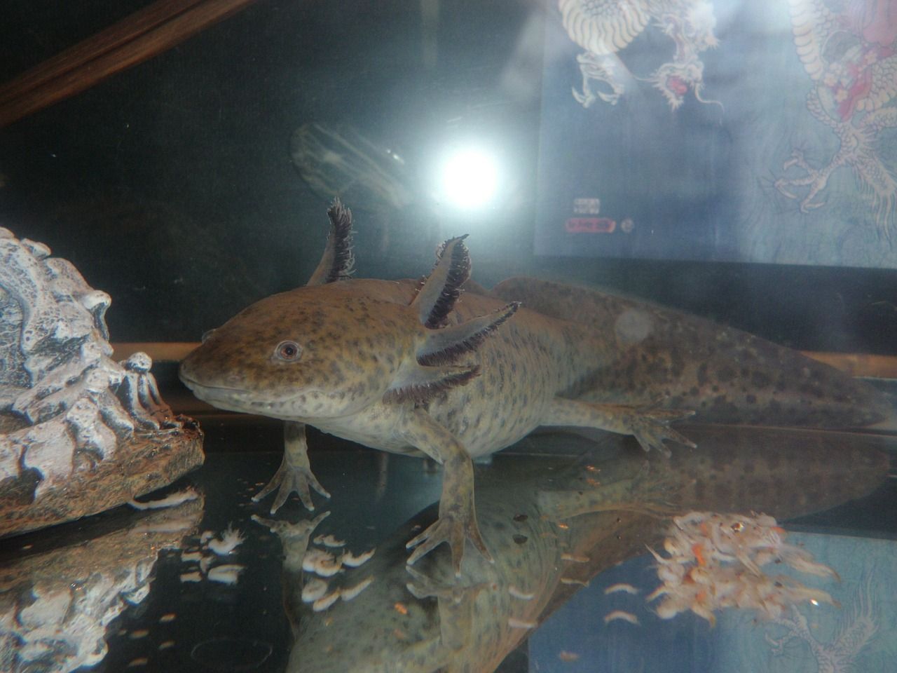 Cómo montar un acuario para axolotl: Guía de instalación y cuidados paso a paso