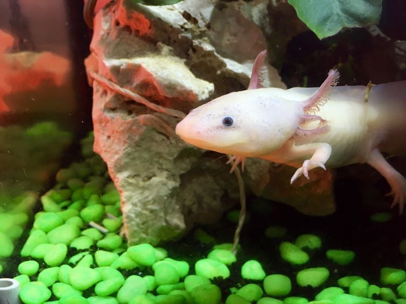 Cómo montar un acuario para axolotl: Guía de instalación y cuidados paso a paso