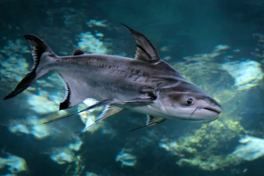Cuidados del tiburón iridiscente: compañeros de tanque, alojamiento y alimentación