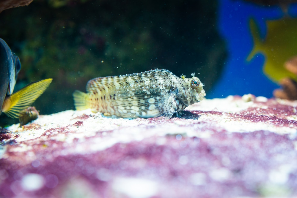 Hoja de cuidados de la cortadora de césped Blenny