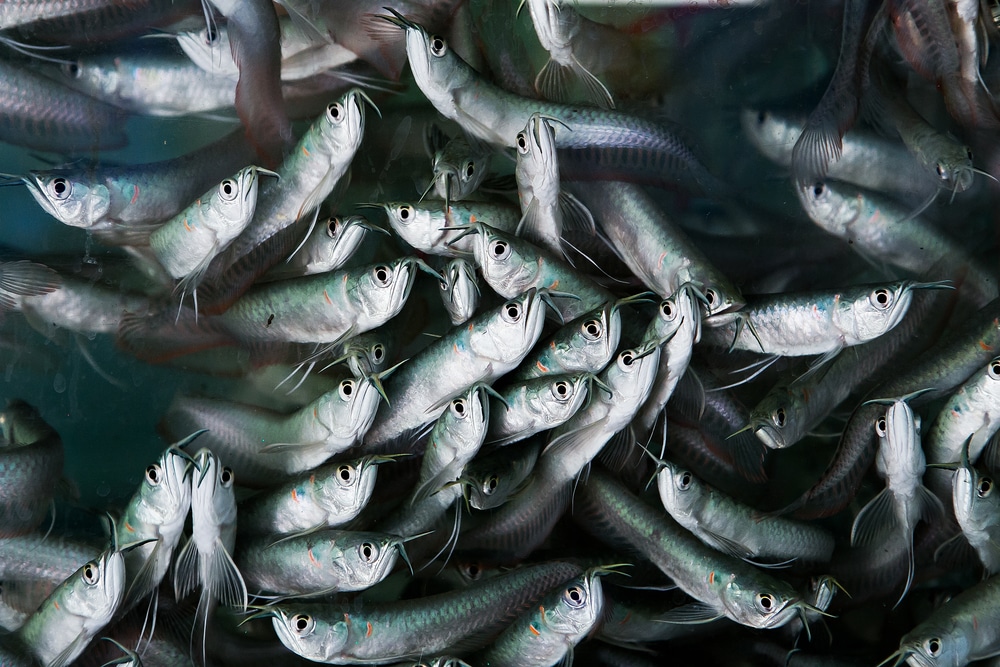La guía completa del pez arowana: Tipos, cuidados, instalación del acuario, parejas, cría y mucho más