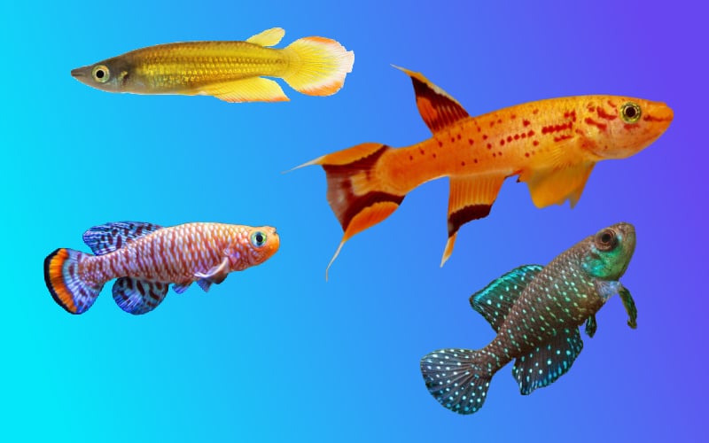 La guía completa de los peces asesinos (especies, cuidados, dieta y cría)