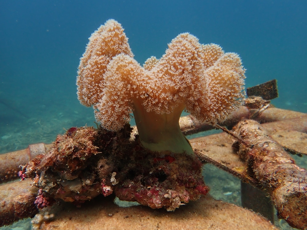 Cuidados, información y fotos del coral sapo
