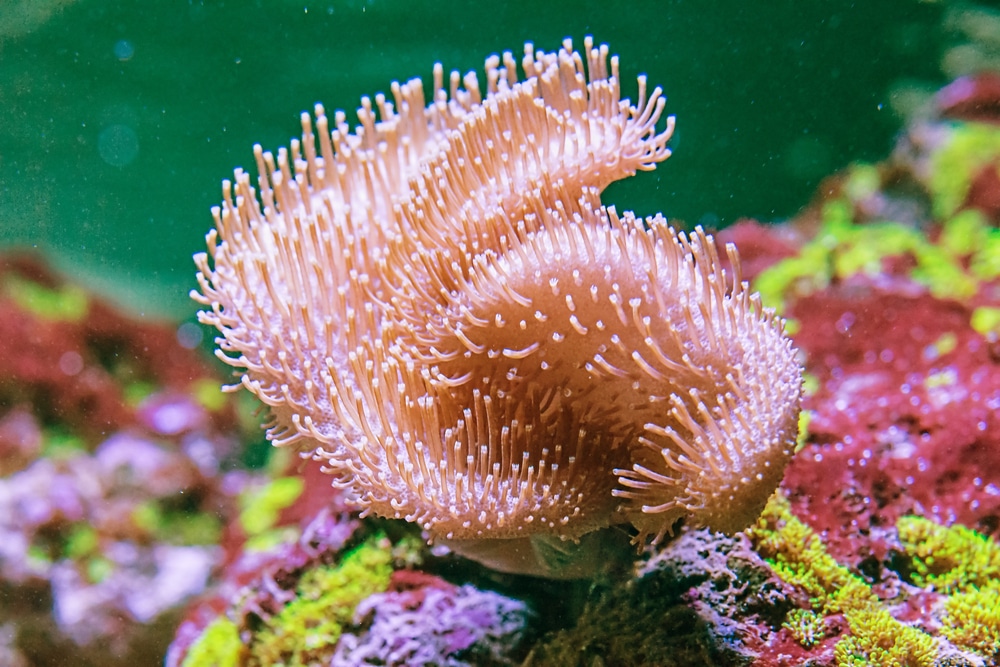 Cuidados, información y fotos del coral sapo