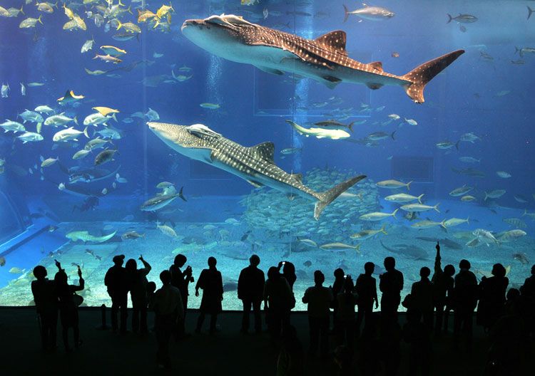 Los 10 acuarios más grandes del mundo