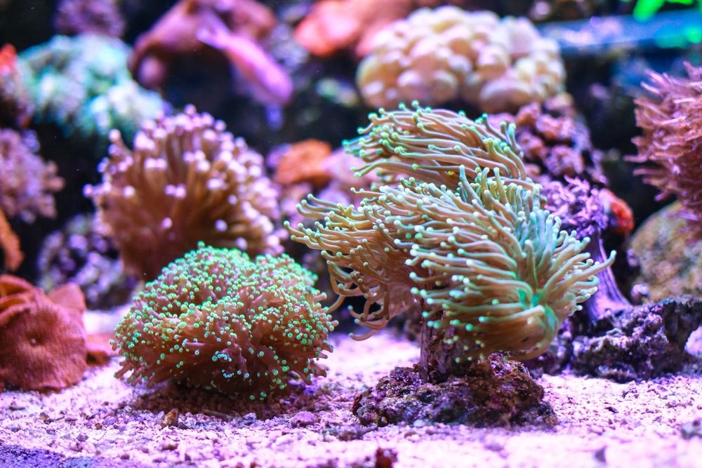Cuidado del coral antorcha, tamaño del acuario, condiciones del agua, pareja y alimentación