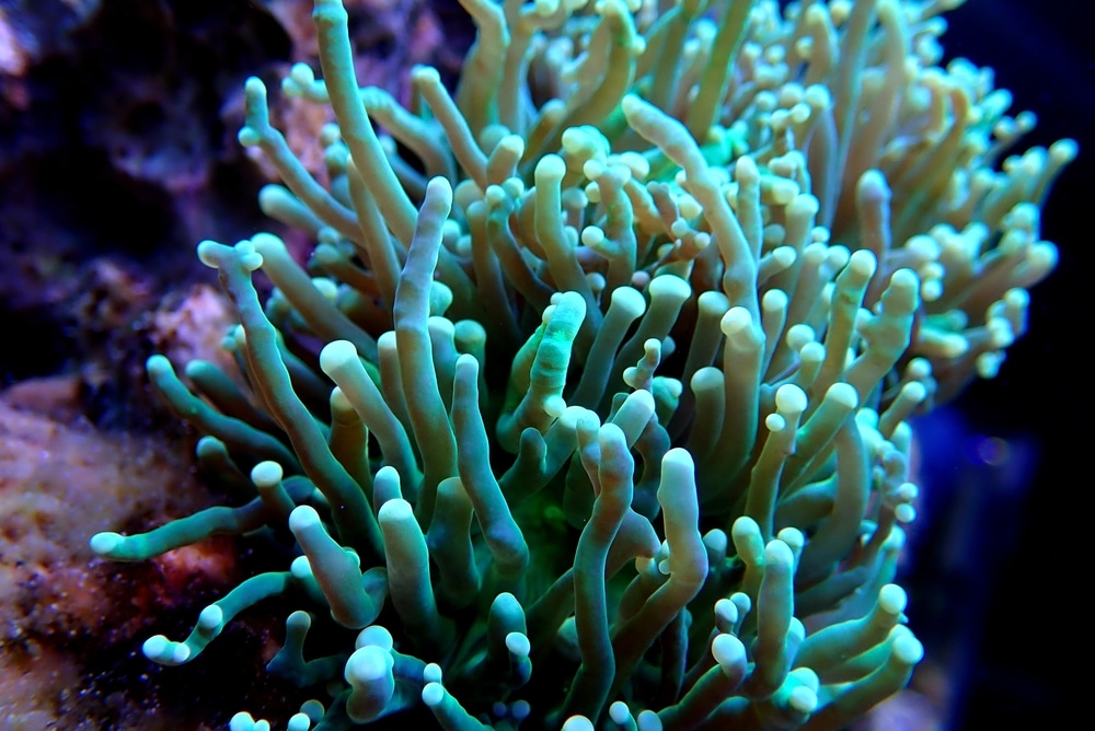Cuidado del coral antorcha, tamaño del acuario, condiciones del agua, pareja y alimentación