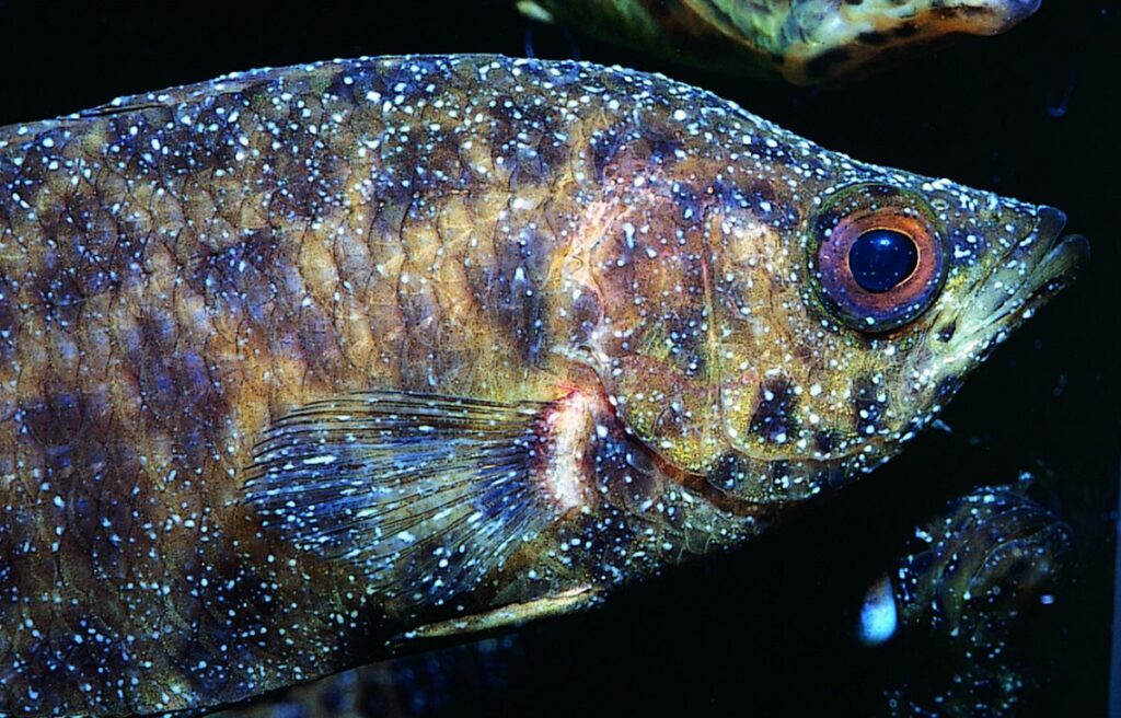 Cómo entender y tratar la picazón de los peces de acuario