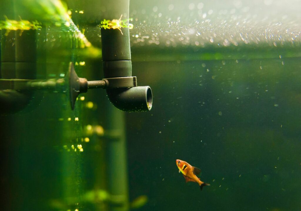 ¿Por qué mueren los peces después de un cambio de agua?