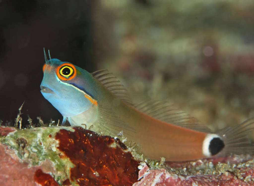 Tailspot Blenny Cuidado Instalación, Alimentación, Parejas y Más